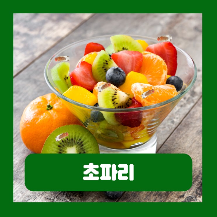  초파리 생기는 이유 날파리 없애는 법 초간단 트랩 만들기