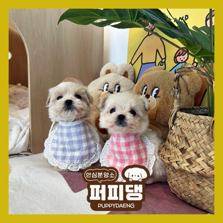  충주애완견입양 현명하게 알아보기