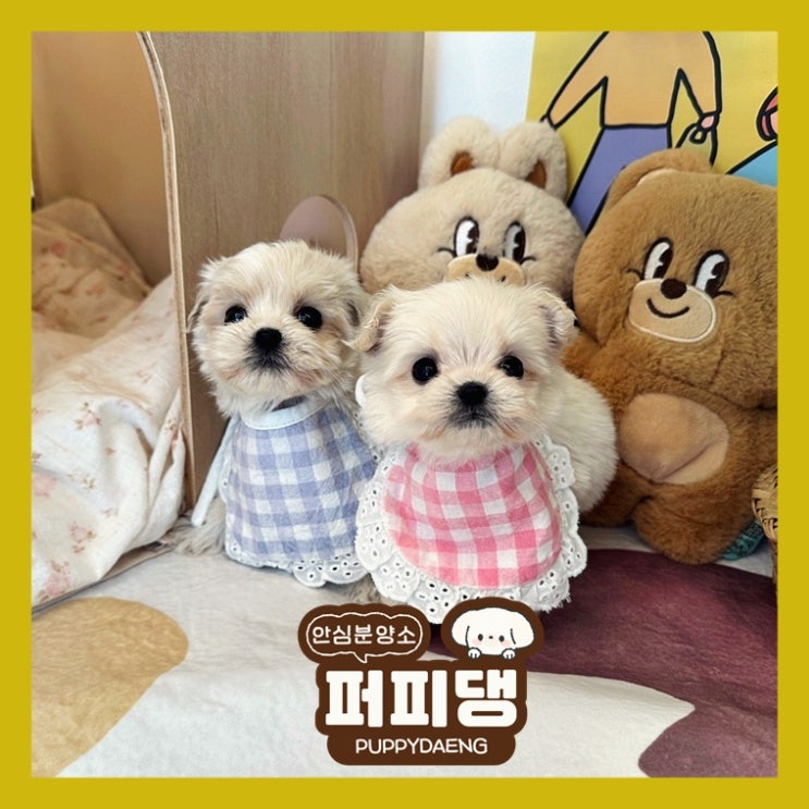  태안반려견분양 변화를 일으켜