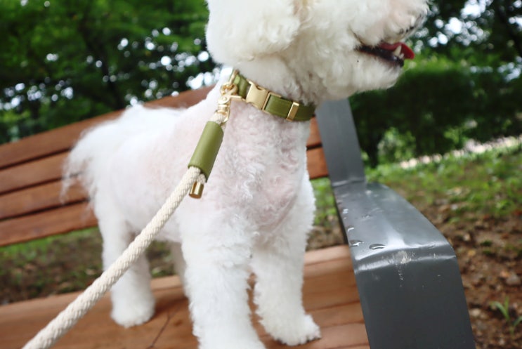 강아지 목줄추천, 펫올린 올리브 시그니처 라인 가죽목줄 고급스러워요!
