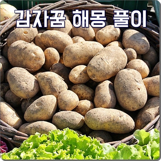 감자꿈 해몽 감자 캐는꿈 감자꽃 꿈 풀이 모음