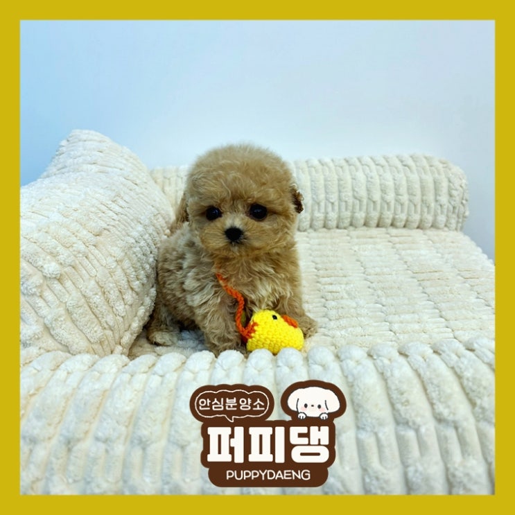  서천애견분양 달콤한 일상 시작