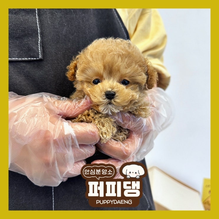  전주펫샵 날 웃게해주는 애기
