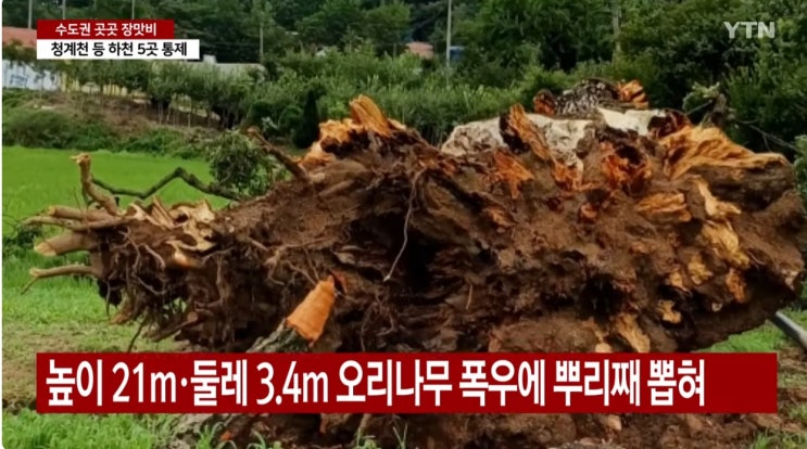 포천 <b>천연기념물 오리나무</b> 뿌리째 뽑혀! 경기북부 인천... 