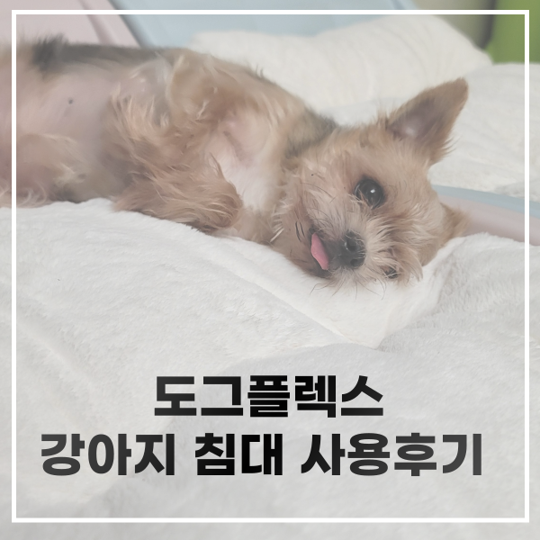 도그플렉스