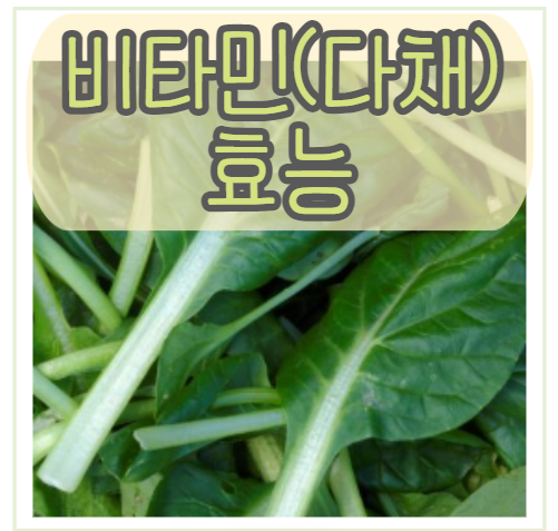 새싹 채소, 비타민채(다채) | 비타민(다채) 키우기 효능 칼로리 부작용