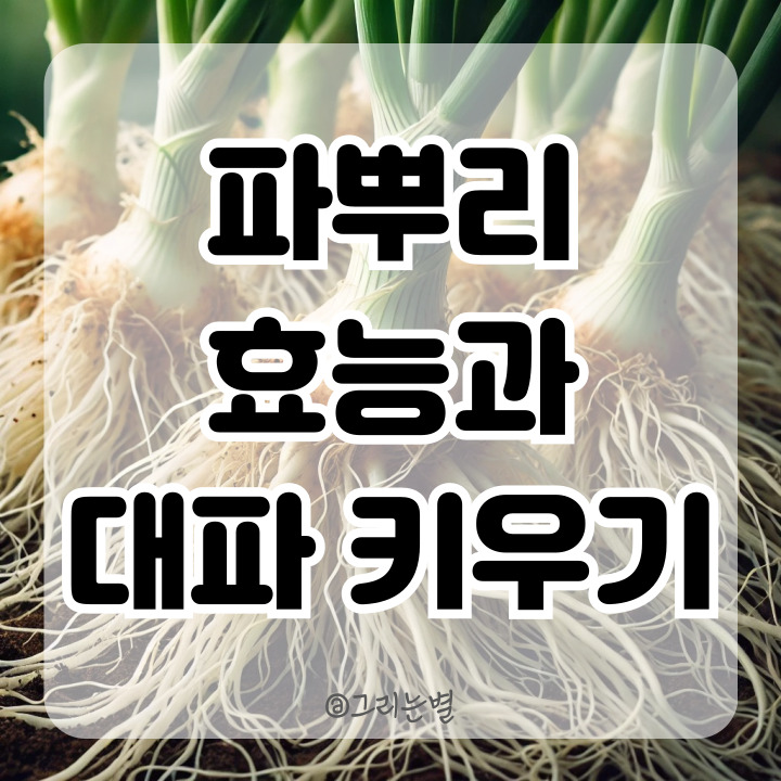  파뿌리의 효능과 집에서 대파 키우기 및 보관 방법