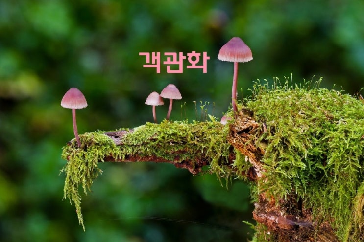 생각 정리_ 객관화 적정 거리두기 생각 정리_ 객관화 적정 거리두기