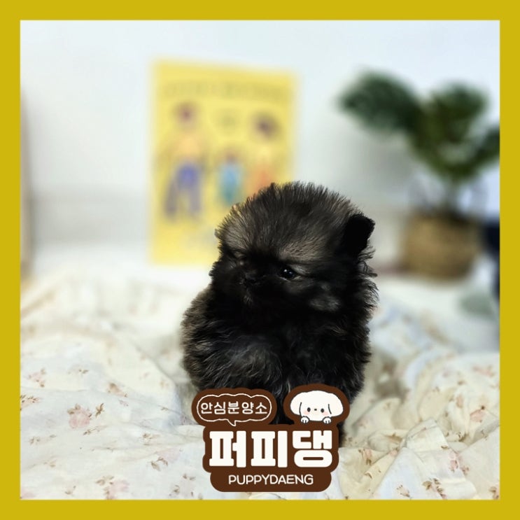  보령반려견분양 즐거움을 만나요