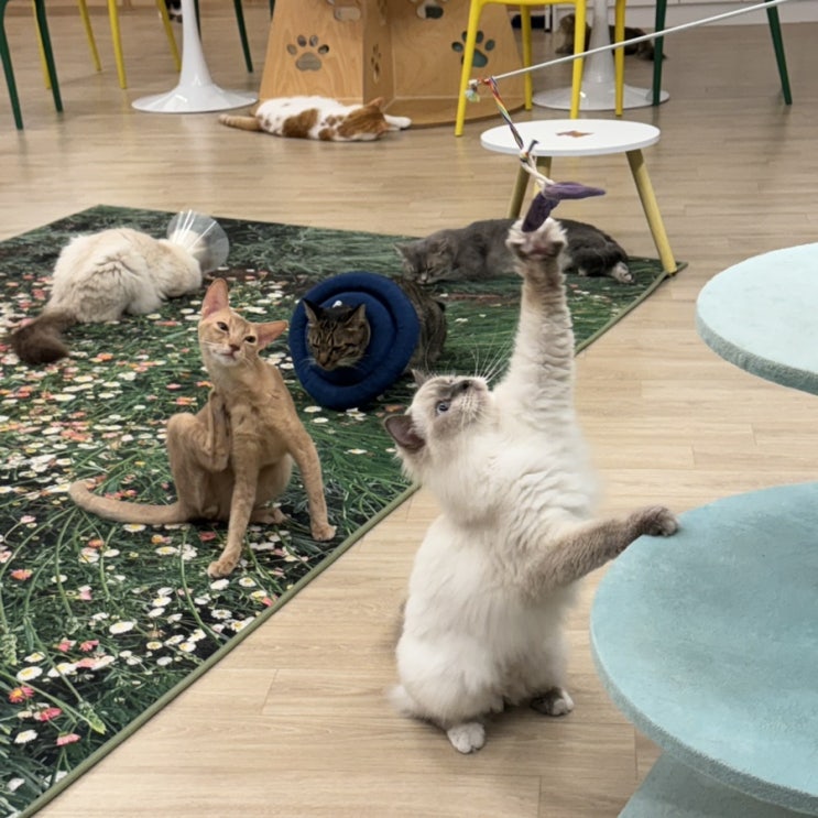  동성로 고양이카페 [집사의 하루 동성로점] 동성로 이색 데이트 | 힐링 제대로.. 