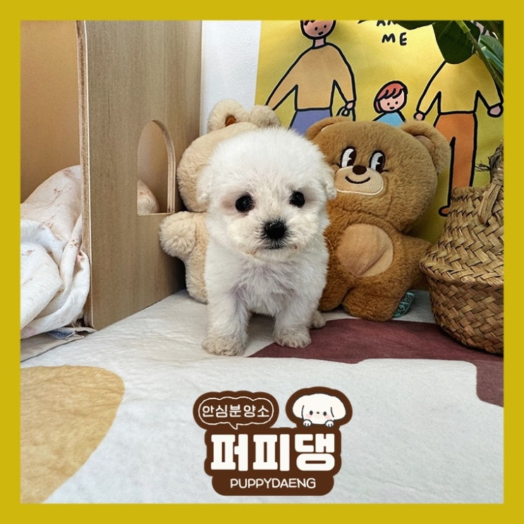  장수애견샵 아주 큰 기쁨