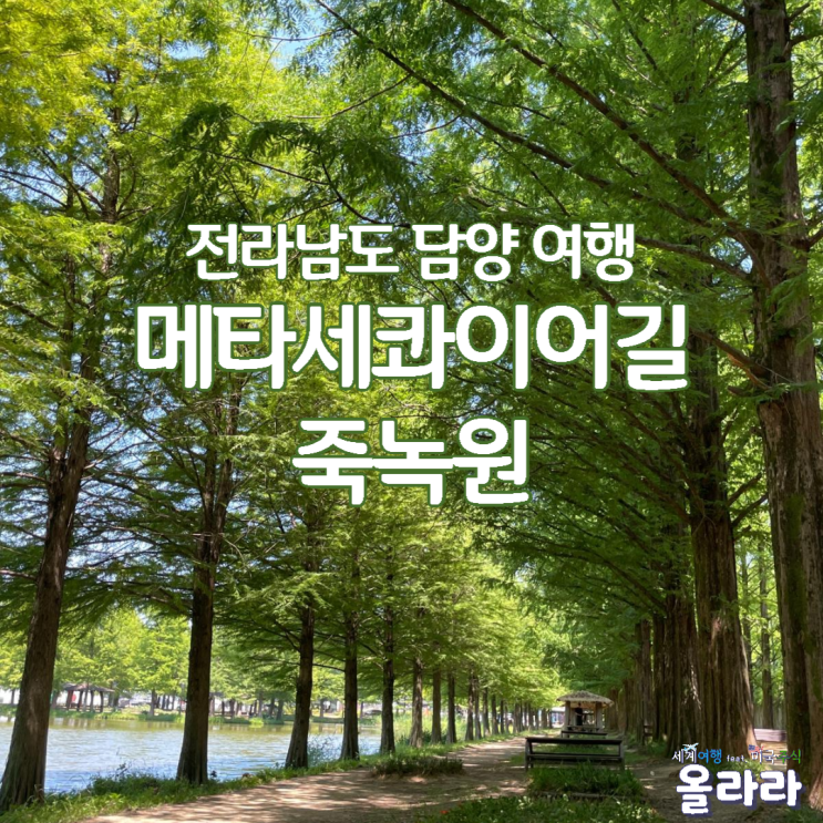  전라남도 담양 가볼만한곳 메타세콰이어길 죽녹원