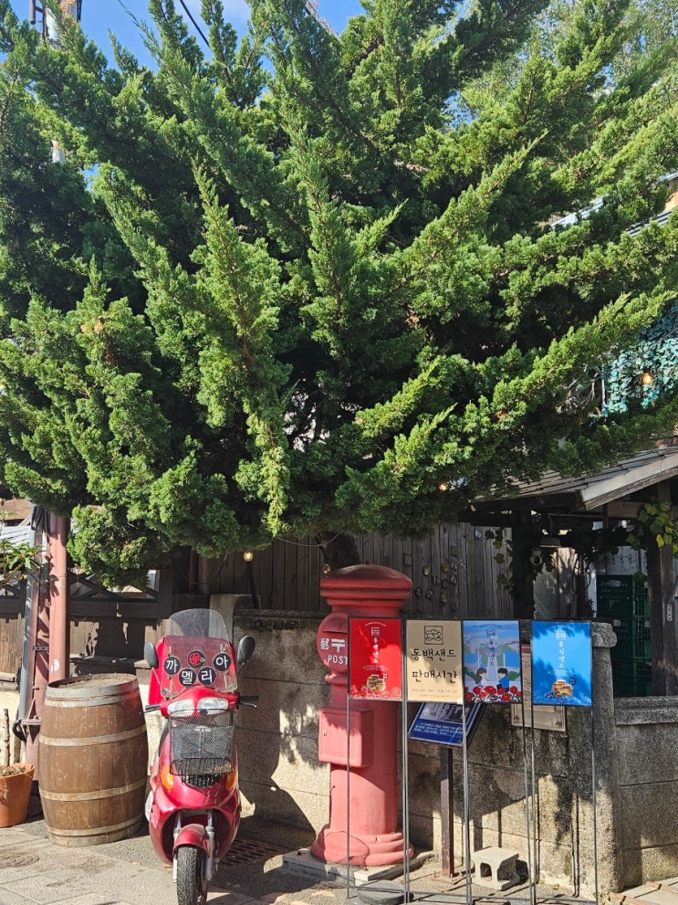  경북 포항 구룡포 일본인 가옥거리 카페 까멜리아 가격 포토존 주차