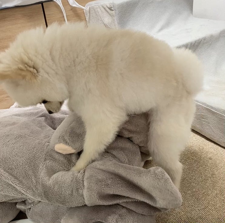  강아지 마운팅
