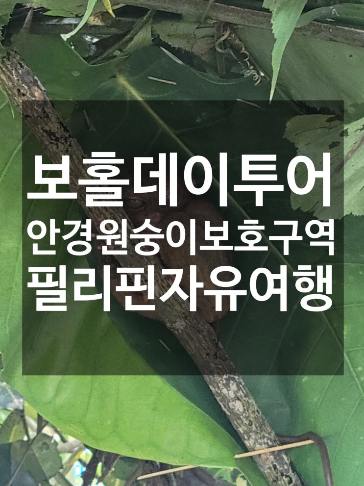  필리핀 보홀 아이들과 하면 좋은 체험 안경원숭이 보호구역