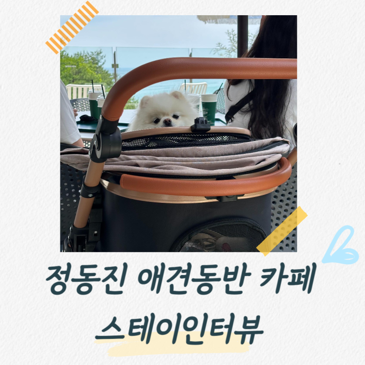  정동진 애견동반 카페, 오션뷰가 한 눈에 들어오는 스테이인터뷰 포토존 맛집