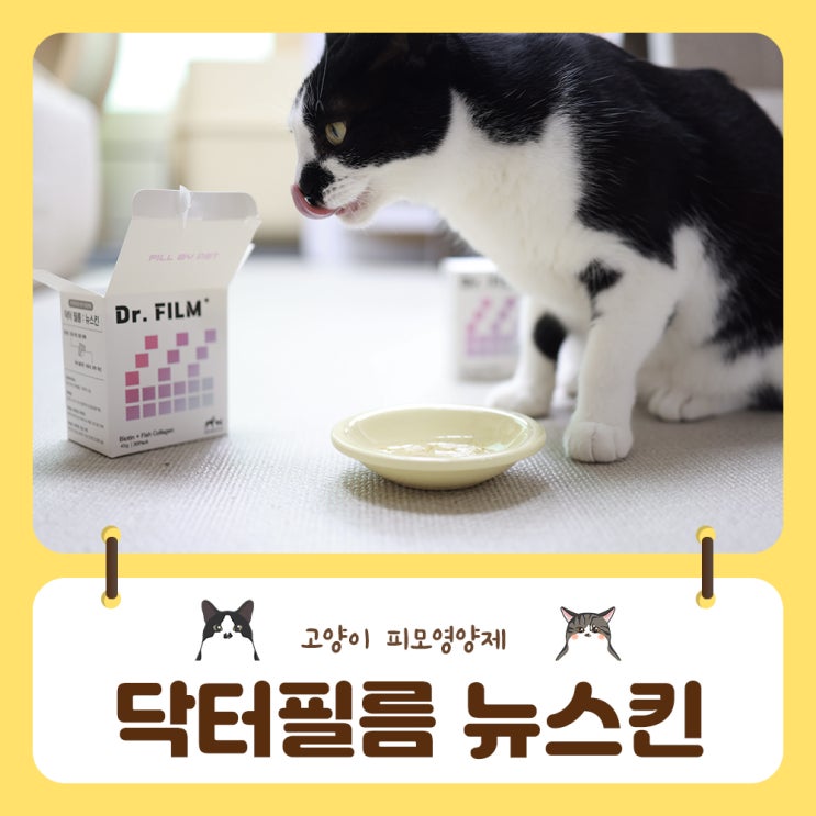  고양이 발사탕과 피부질환에 닥터필름 뉴스킨으로 고민해결