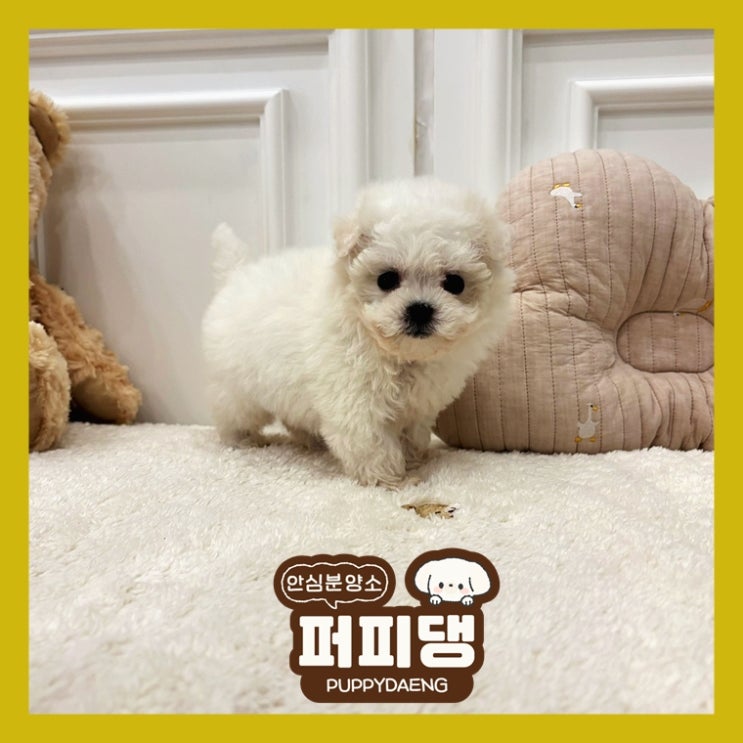  거창강아지입양 니가 짱이야