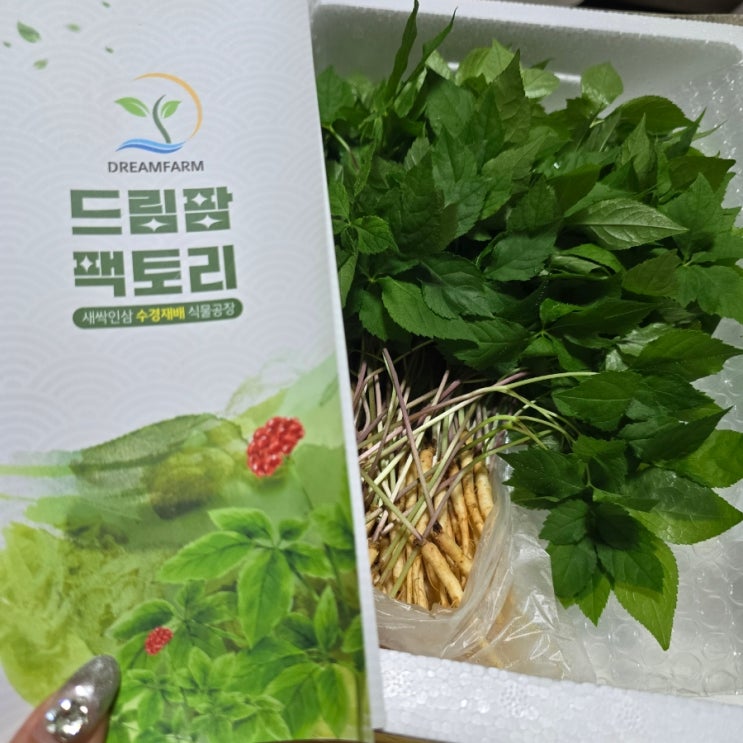  무더위 보양식 추천 가성비 좋은 드림팜팩토리 새싹삼