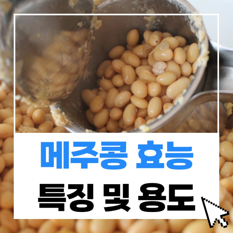 메주콩 효능 4가지 및 특징과 용도는 뭘까?