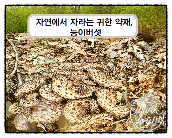  능이버섯효능 주의할 점