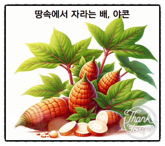  야콘의 효능