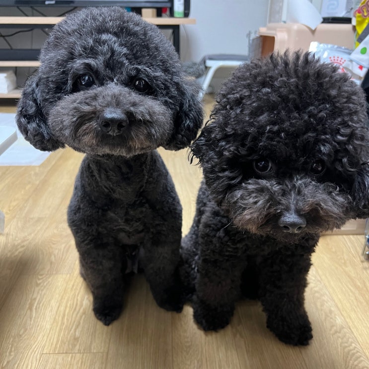  강아지 꿈해몽 정리, 잃어버리는 꿈과 죽는 꿈 물리는 꿈 입양하는 꿈