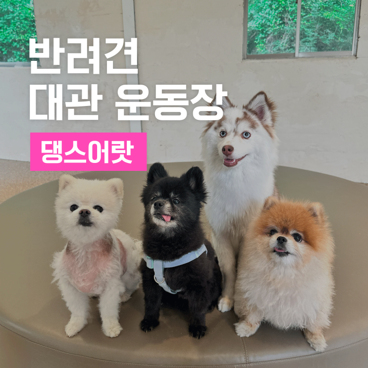  용인에 위치한 반려견 대관 운동장 댕스어랏에서 강아지들과 힐링