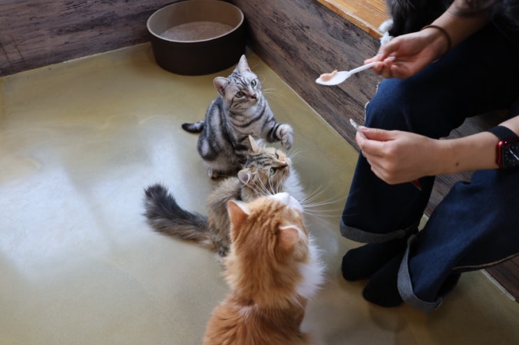  [서울 강동구] 강아지와 고양이가 함께 있는 포포 앤 미루 카페