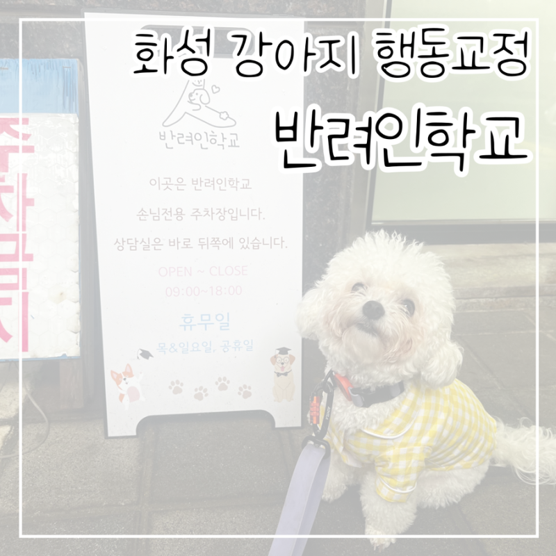 반려인학교