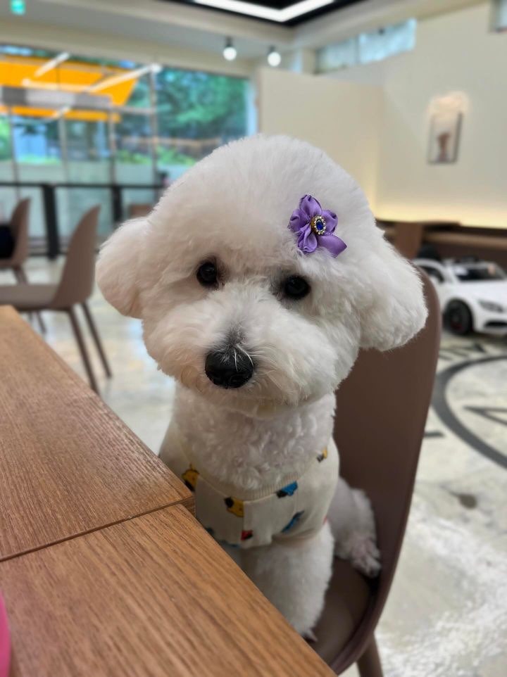 스타애견샵