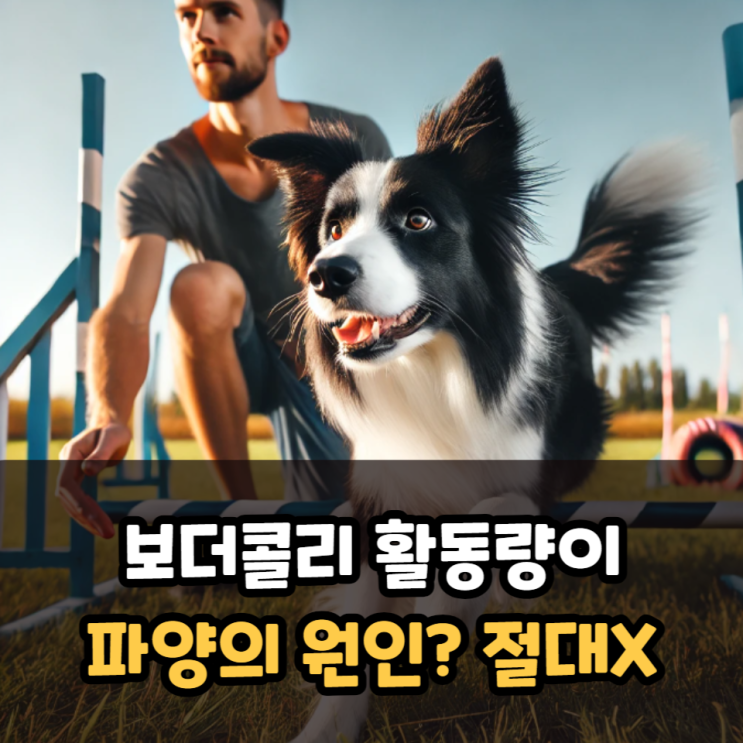  보더콜리 활동량 파양의 원인? 성견의 운동량