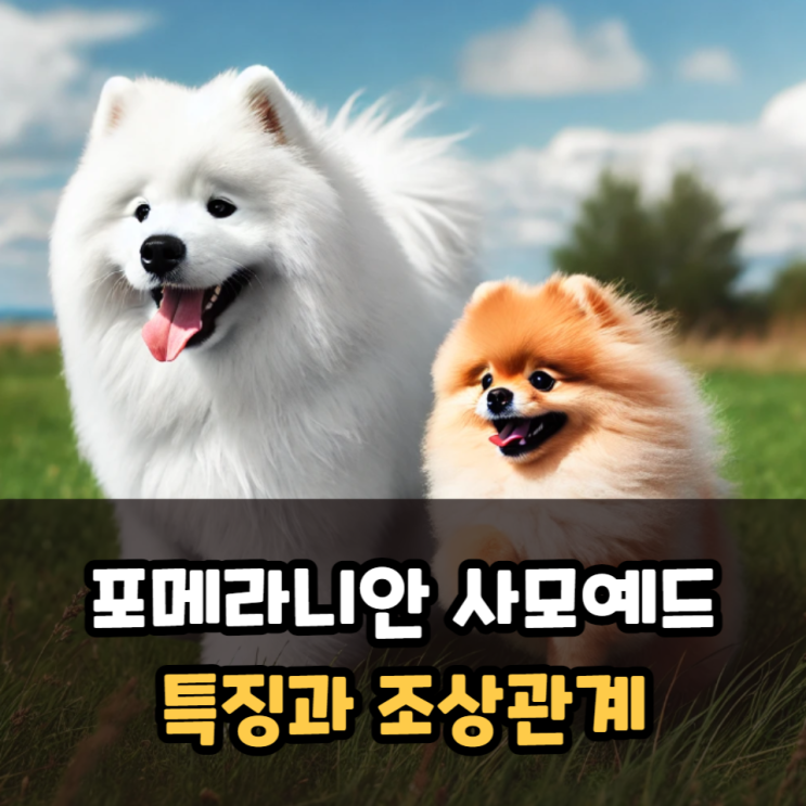  포메라니안 사모예드의 특징과 조상관계