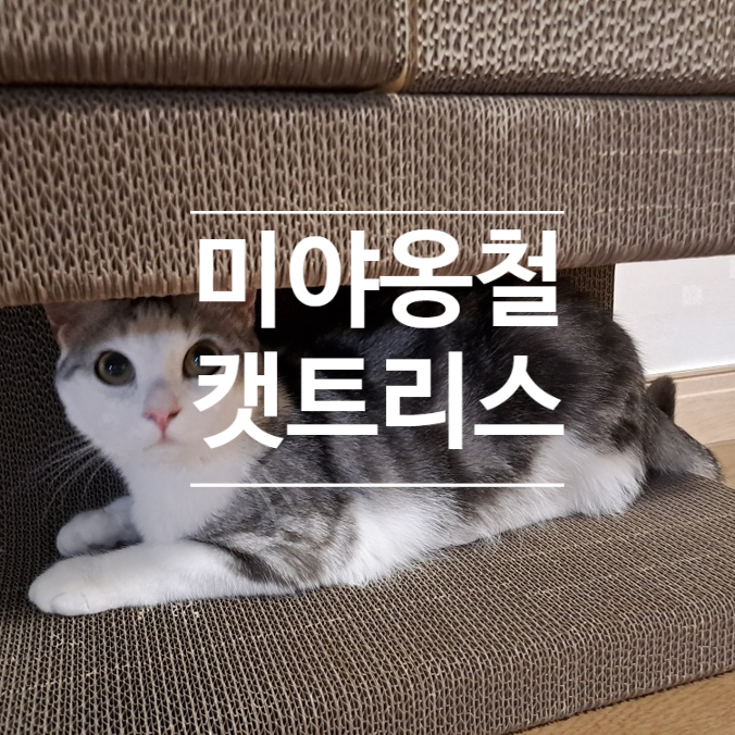  냥트리스!! 고양이를 위한 스크레쳐 캣트리스