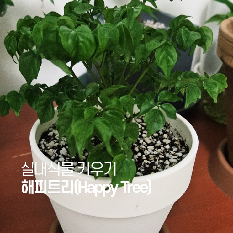  해피트리 키우기 어렵지 않아요