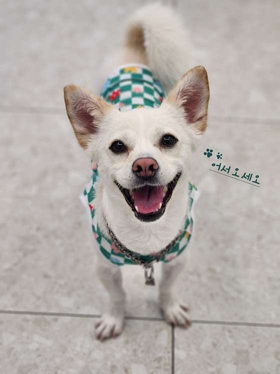 룩스네