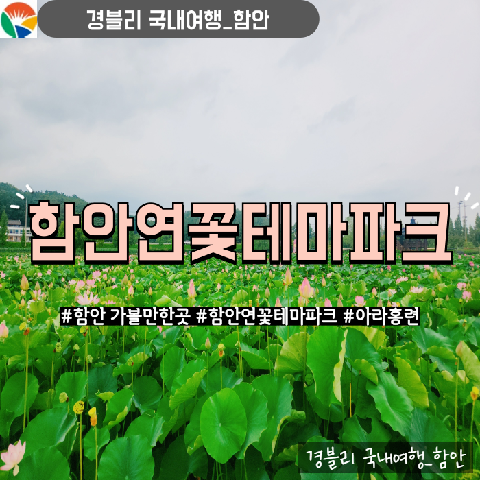  함안 가볼만한곳 아라홍련 연꽃명소 주말나들이추천 '함안연꽃테마파크'