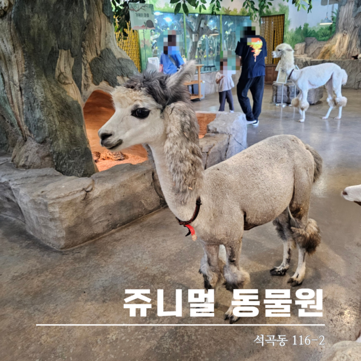  쥬니멀 청주실내동물원 다양한 동물 체험 즐거워요