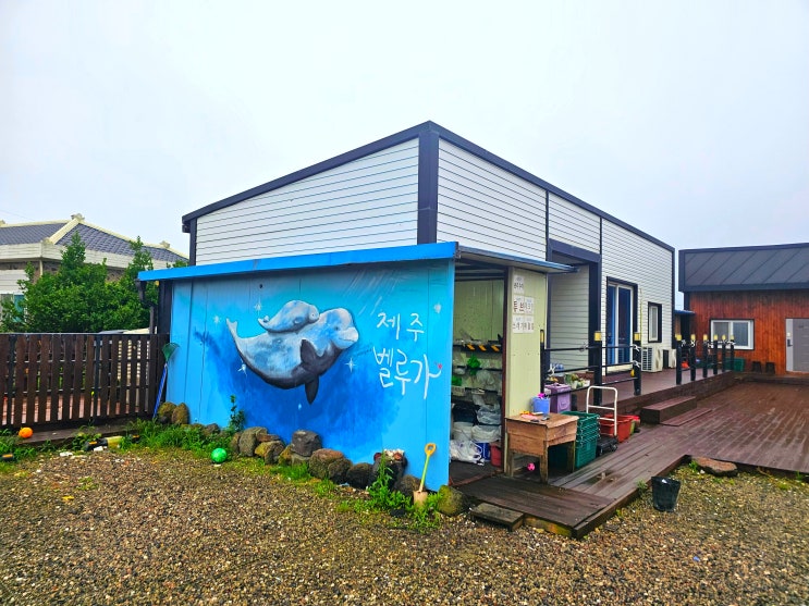  제주도 팬션 추천 풀빌라 실내풀 바베큐장 조식까지 무료로 벨루가