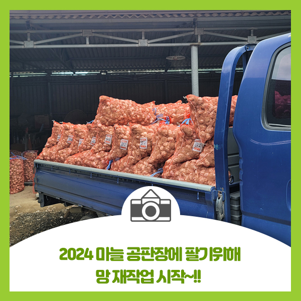  2024 마늘 공판장에 팔기위해 망 재작업 시작!!