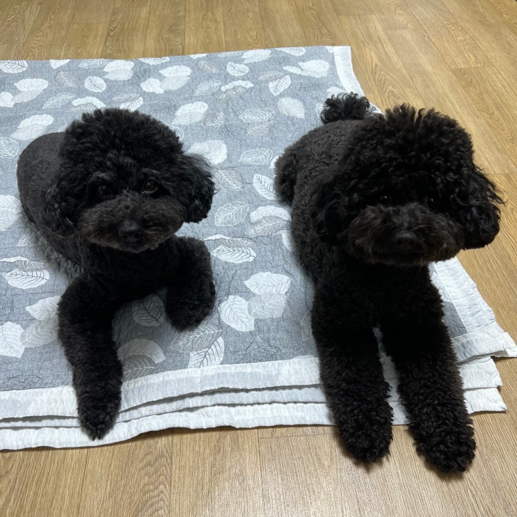  강아지 여름 감기 원인 증상 예방법 알아보기
