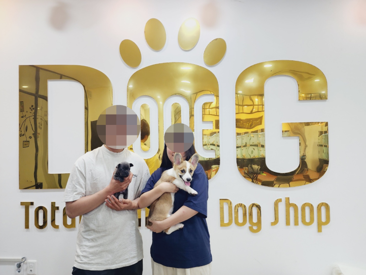  블루 프렌치 불독, 많은 관심 속 분양 완료/ 강아지분양 세종애견샵 세종시강아지분양 오송강아지분양 오송애견샵