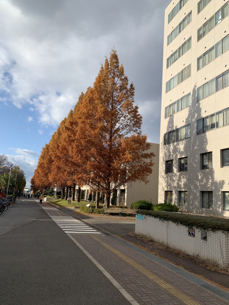  일본 교환학생 나고야 대학 11월~12월 놀고 먹고 자고