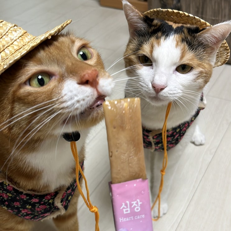  고양이 다이어트 간식 츄르 아이스크림