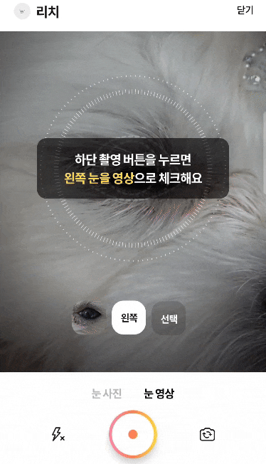  반려견필수앱 티티케어 AI카메라 무료 강아지건강체크 반려견 눈 피부 관절 치아 건강확인하기