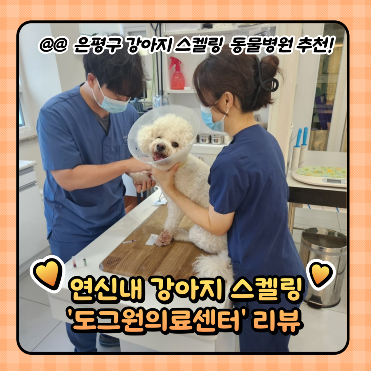  은평구동물병원 : 연신내 도그원동물의료센터 강아지 스케일링
