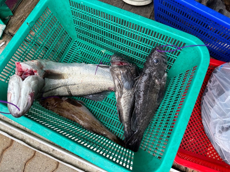  가는 날이 장날? 비 오고 사리 물때라고?! / 영종도 청마호 23.7.8