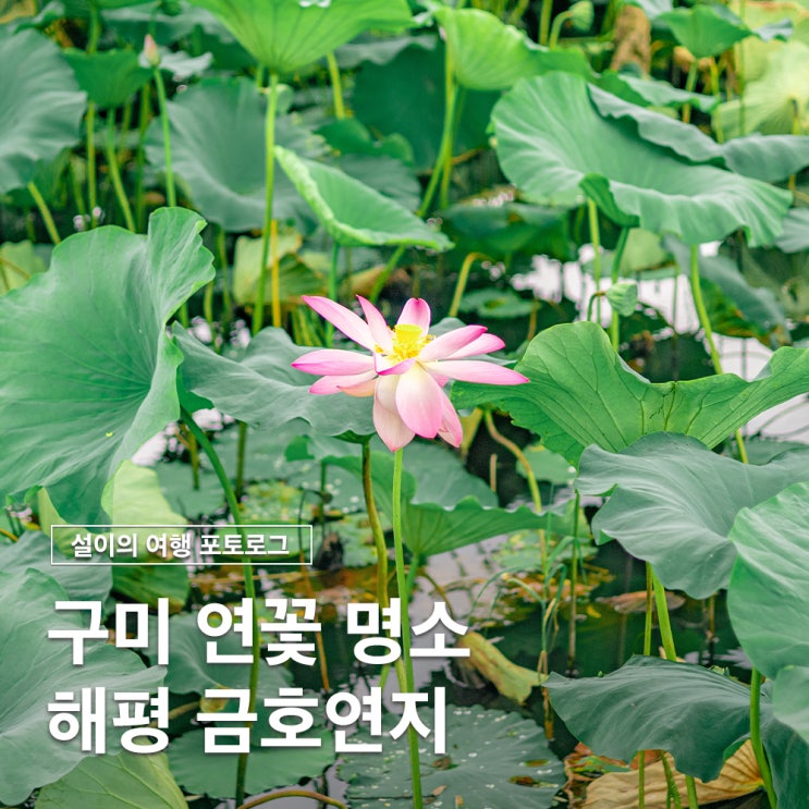  구미 가볼만한곳 연꽃과 함께하는 해평 금호연지