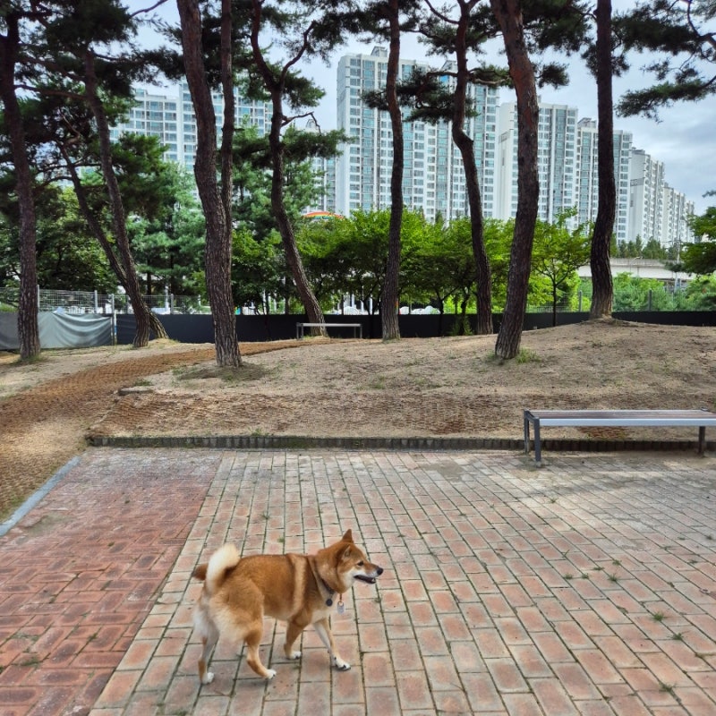 용인 구갈레스피아 — 용인시