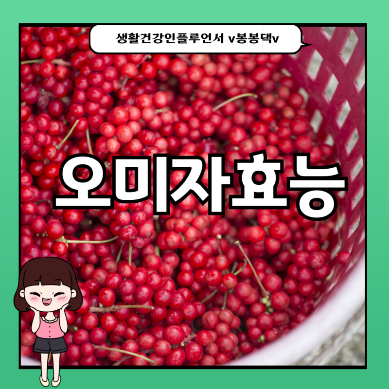 오미자효능 및 부작용 : 오미자식초효능 및 만드는방법 공유
